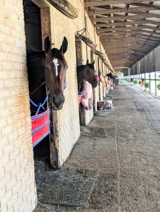 Racehorses in their stalls inside the Colonial Downs barn complex in New Kent County, Virginia.